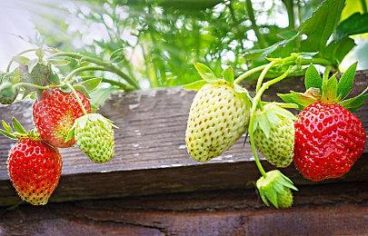 《宝可梦：大集结》新宝可梦“花疗环环” 附身队友提供治疗